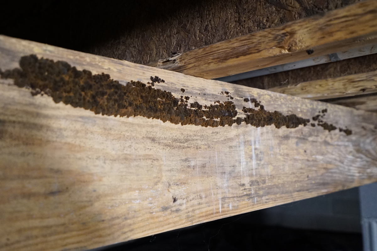 Close up of mold in a crawl space.