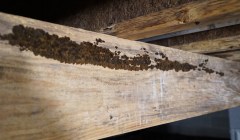 Close up of mold in a crawl space.