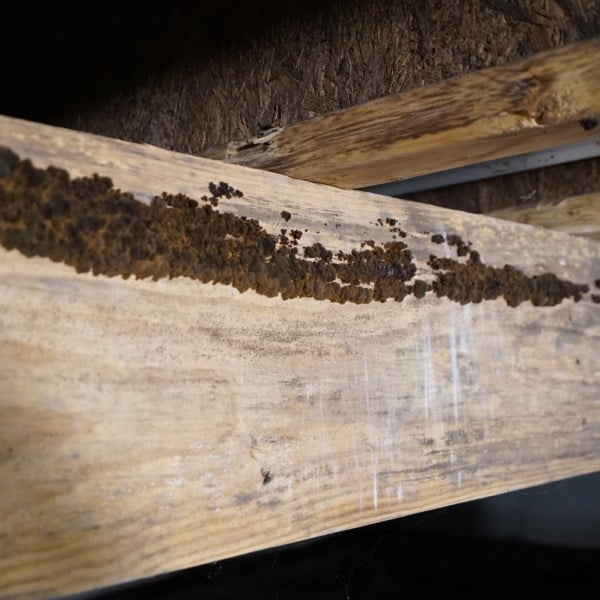 Close up of mold in a crawl space.