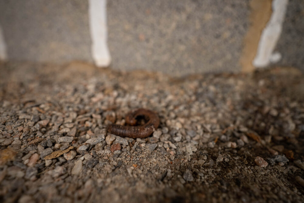 a crawl space pest that is living in the crawl space of a home