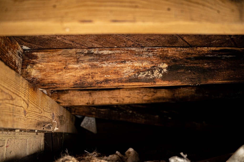 mold in crawl space