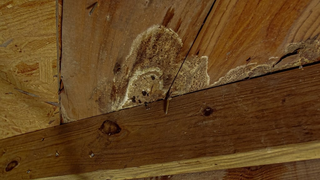 mold growing on wood in crawl space