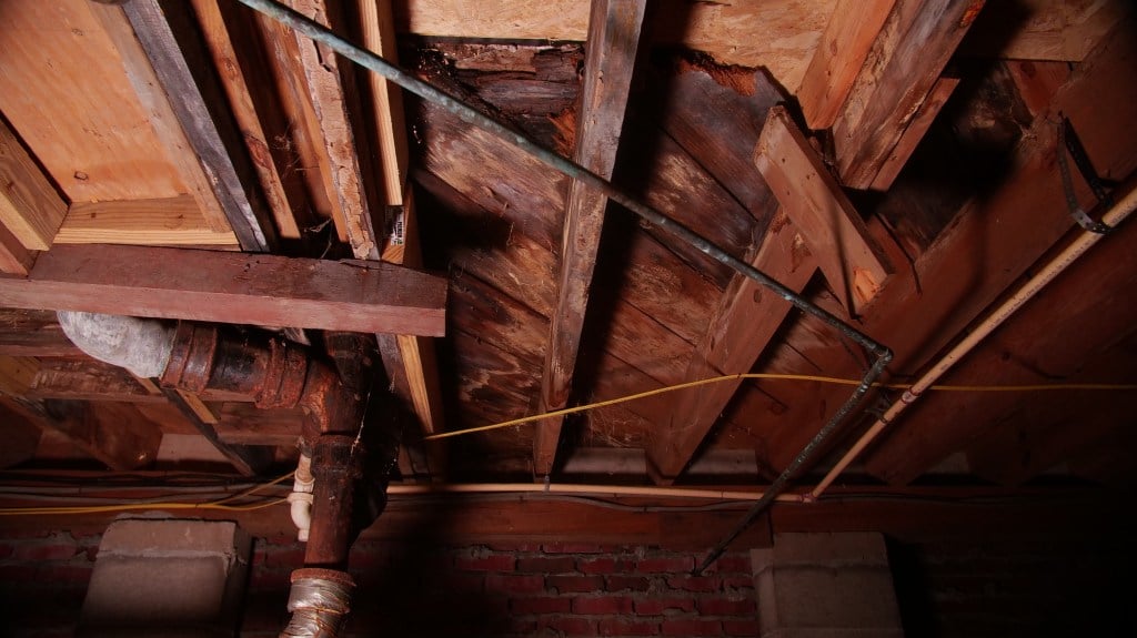 mold growing on crawl space joists