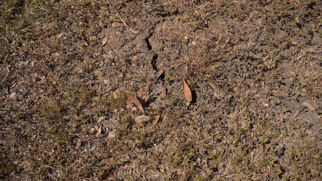 dry, cracked soil