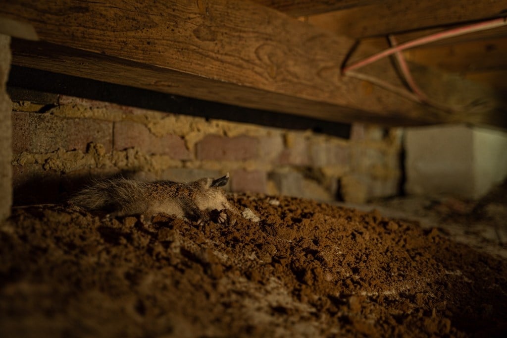 A small dead animal lies on dirt under a wooden and brick structure in a dimly lit crawl space.